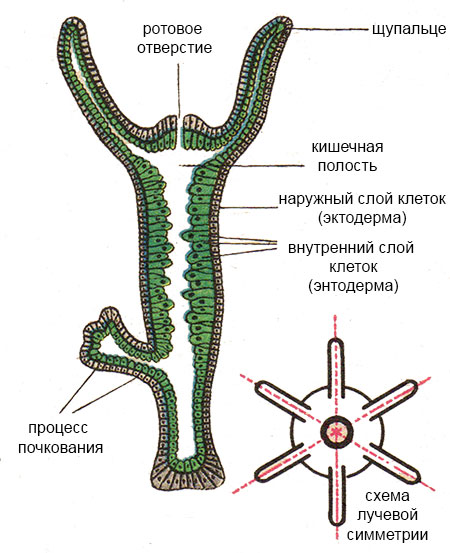 Ссылки в тор