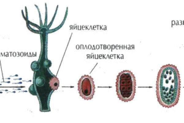 Kraken 24 top